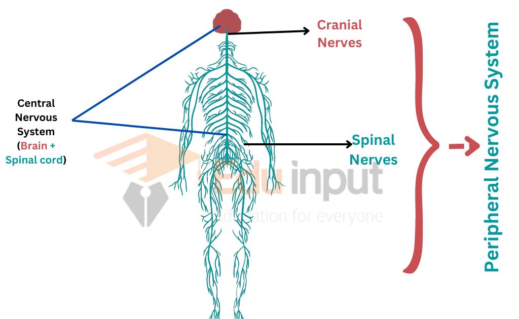 Image showing peripheral nervous system