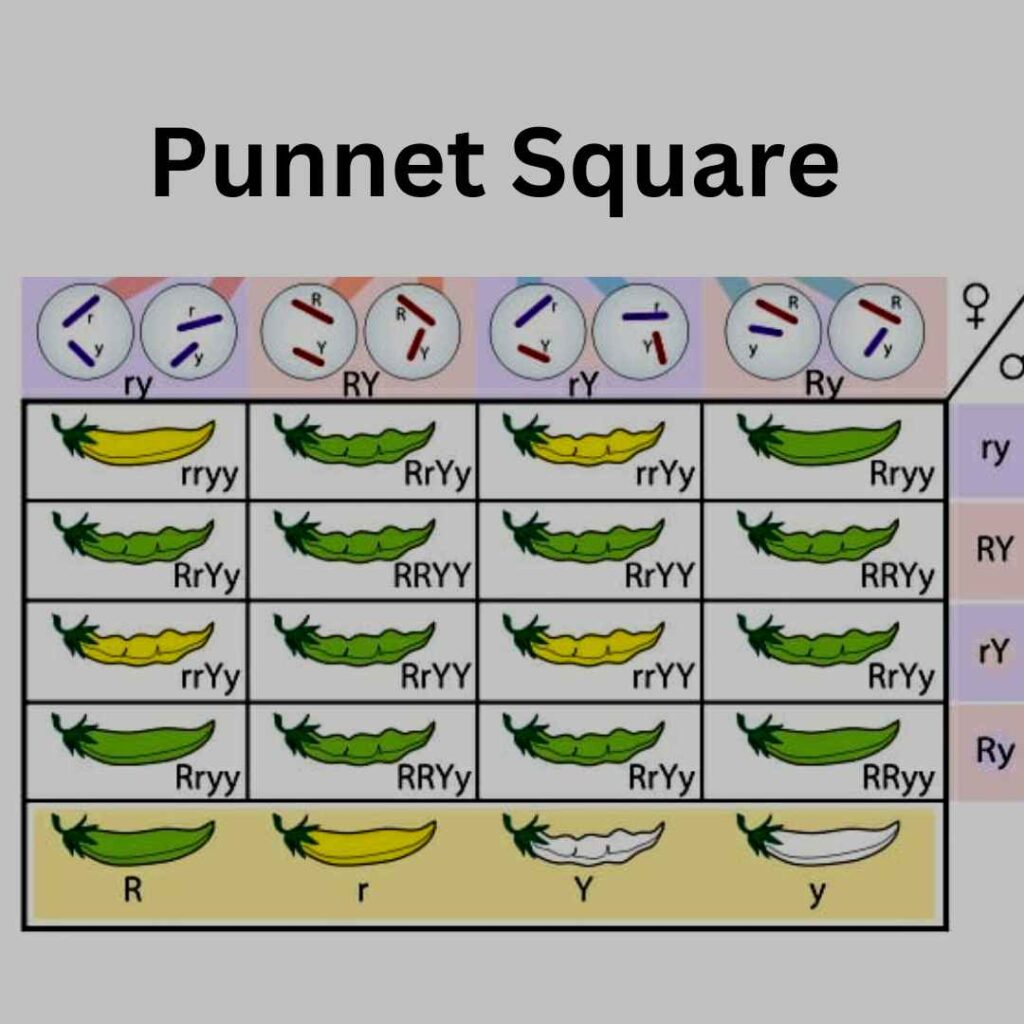 Image showing punnet square