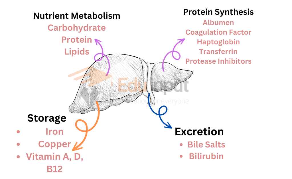 image showing role of liver in digestion