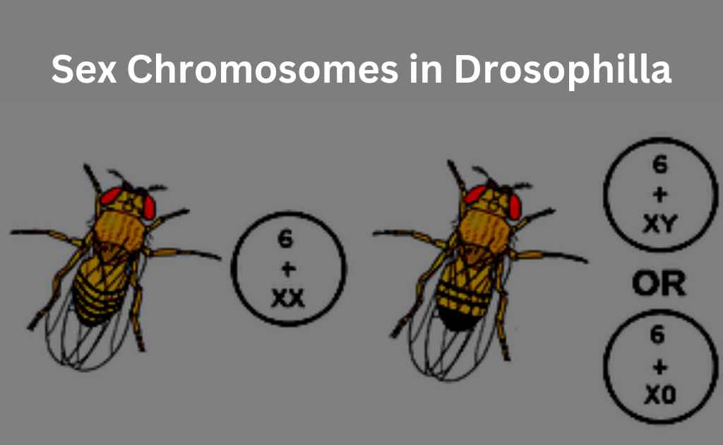 image showing sex chromosomes in drosophila