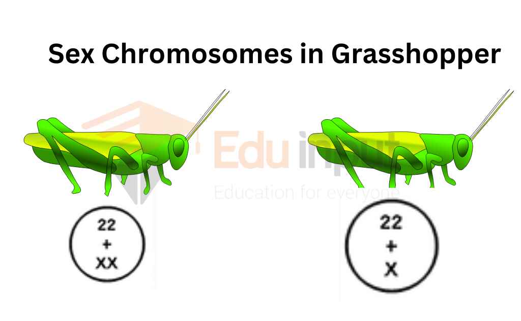 image showing sex chromosomes in grasshopper