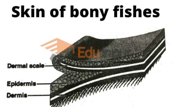 the-skin-of-fishes-structure-and-functions