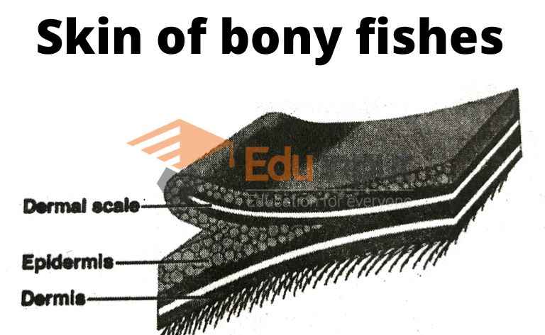 image showing the structure of skin of bony fishes