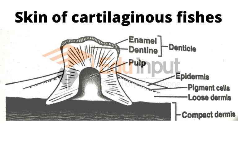 image showing the structure of cartilaginous fishes