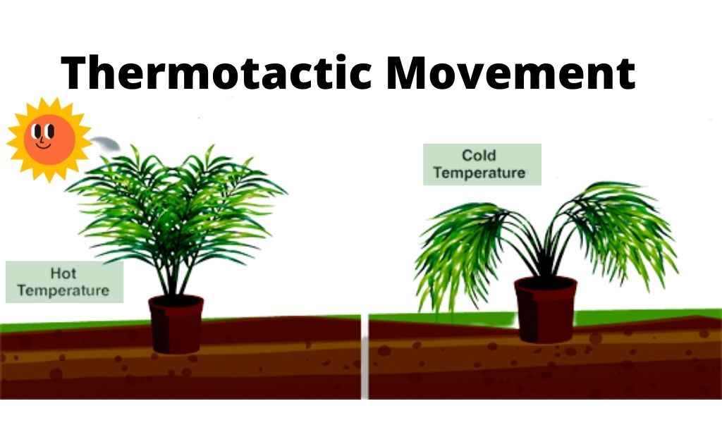 image showing thermotactic movement in plants