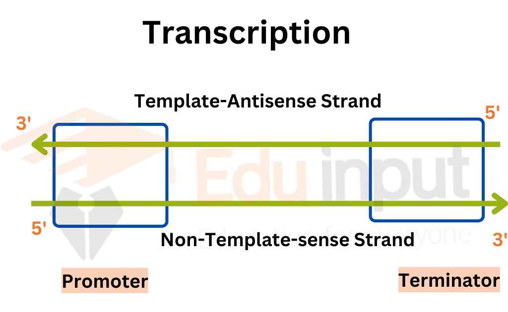 image showing transcription unit in transcription