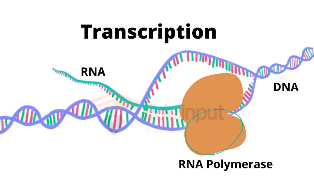 image showing the process of transcription
