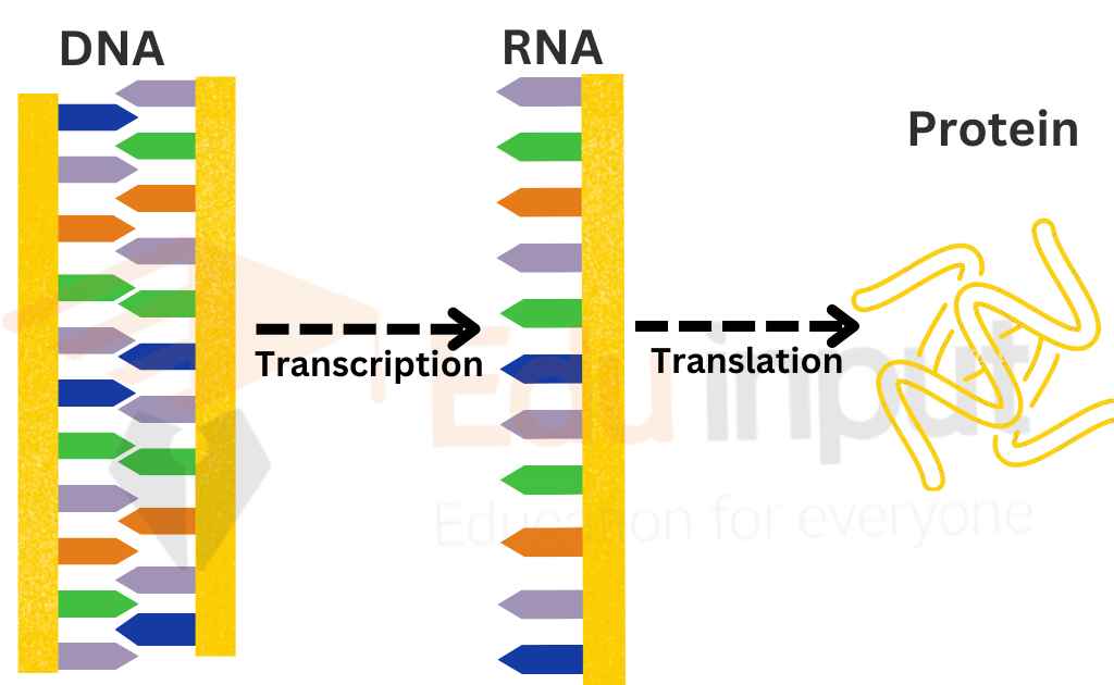 image showing the procedure of central dogma