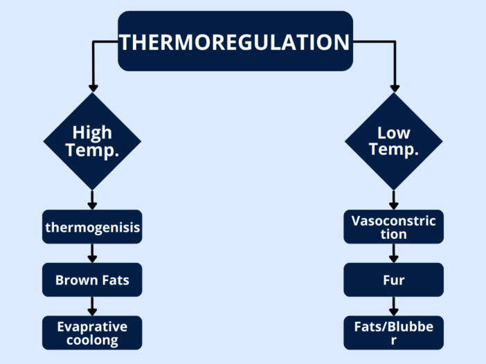 Thermoregulation In Mammals-Physiological And Behavioral Mechanisms ...