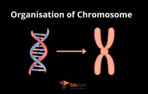 image showing the eukaryotic chromosome