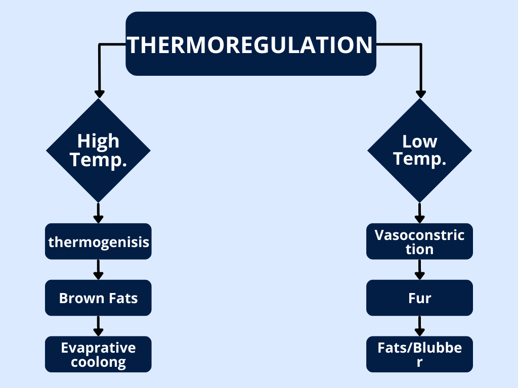Image showing the strategies of thermoregulation in mammals 