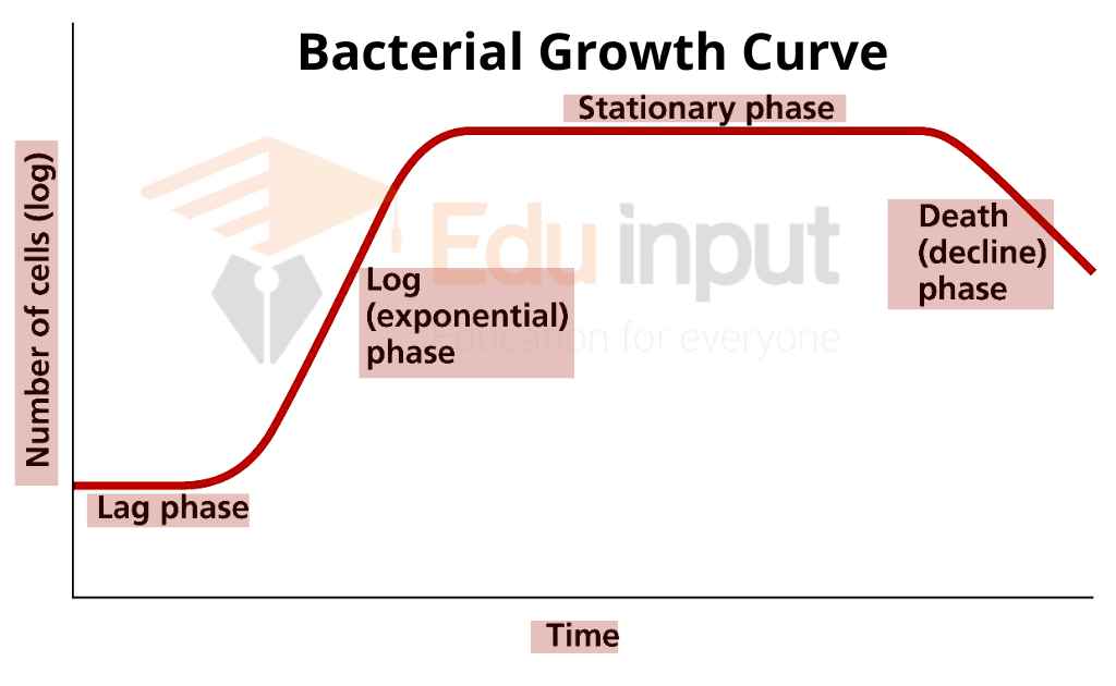 image showing a graphical representation of phases of bacterial growth