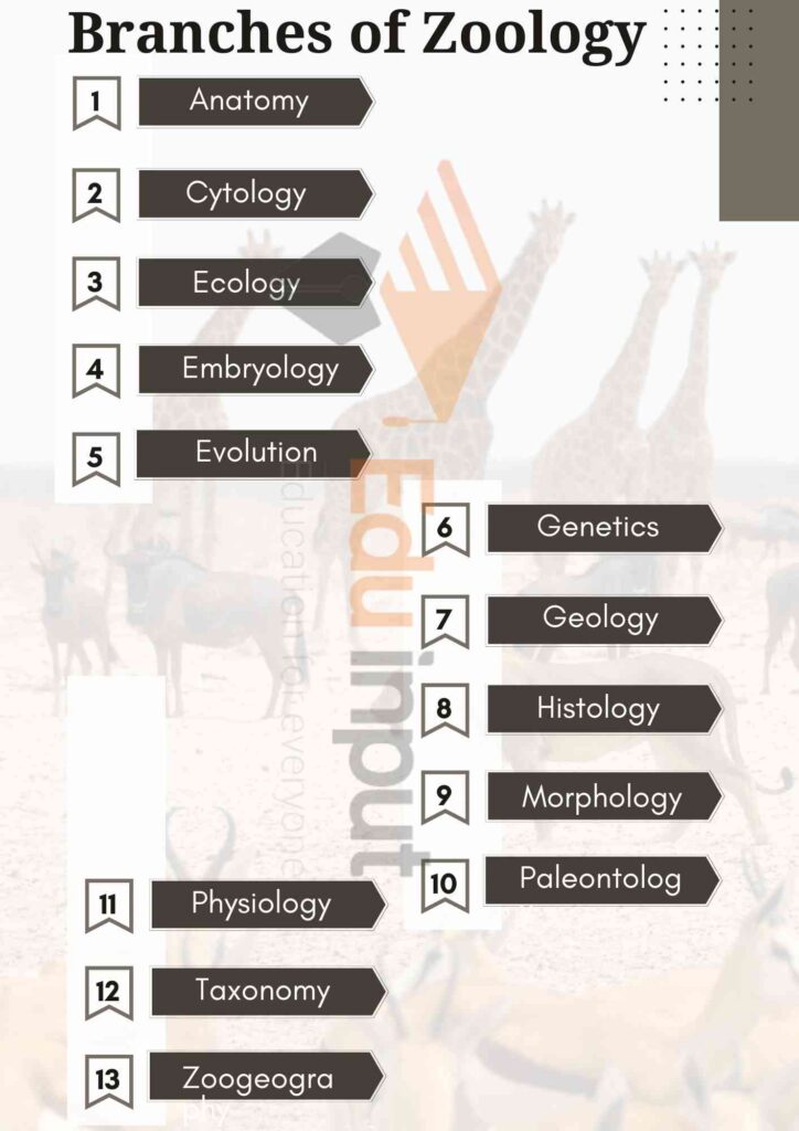Image showing branches of zoology