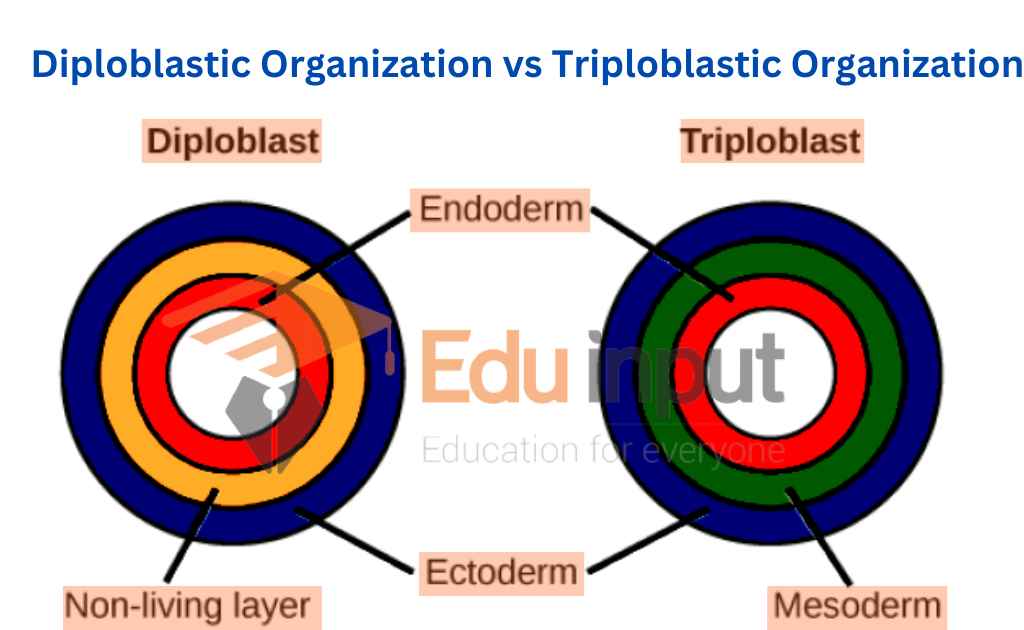 Difference Between Diploblastic Organization And Triploblastic Organization