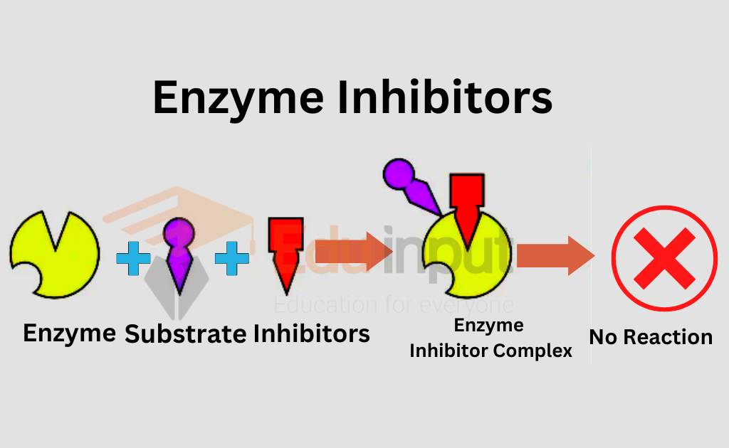 Enzyme InhibitorsDefinition, Types and Examples
