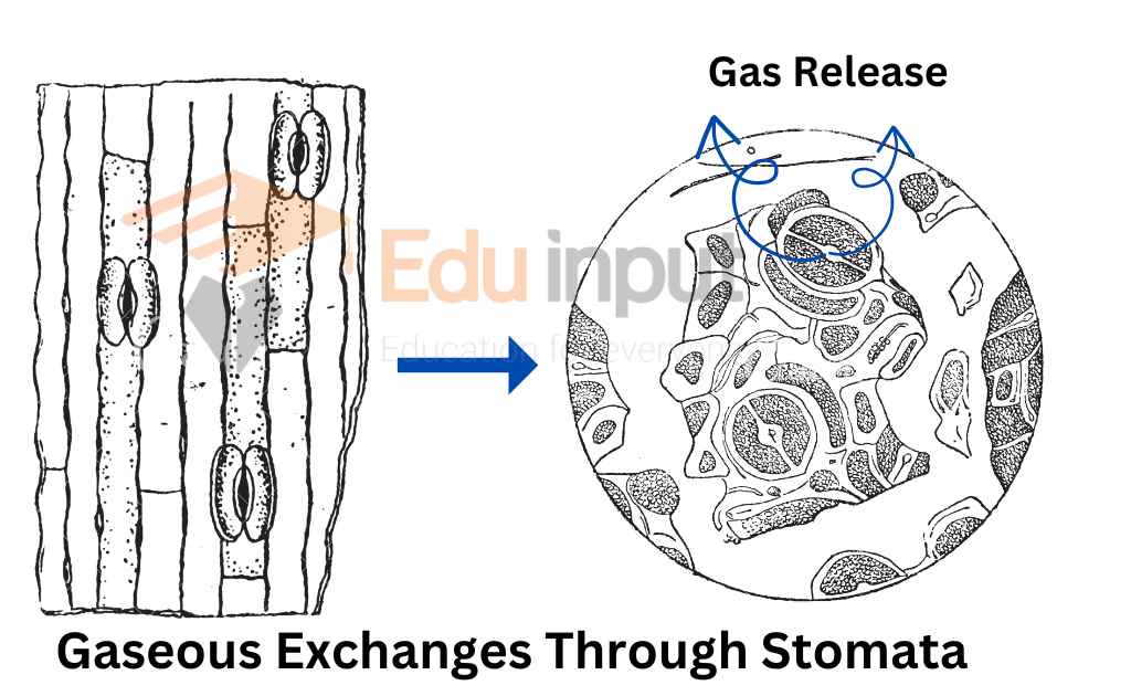 Image showing gaseous exchange in plants through stomata