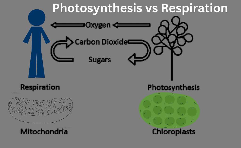 image showing the Difference Between Photosynthesis and Respiration
