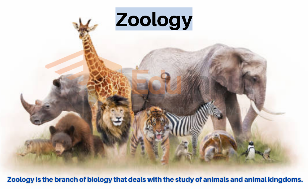 new research in zoology