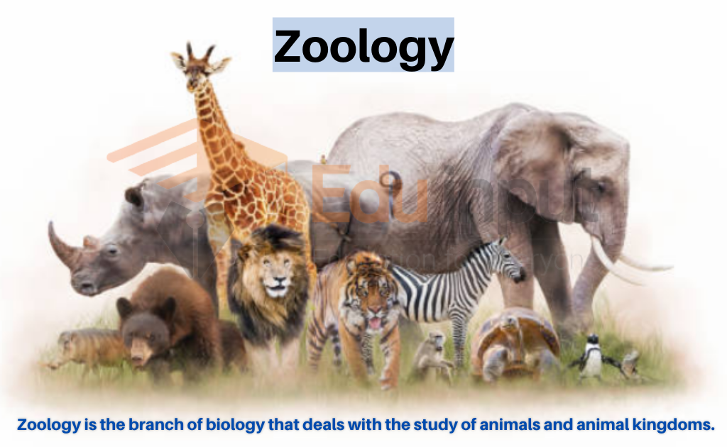 Zoology History Branches Scope Importance And Applications