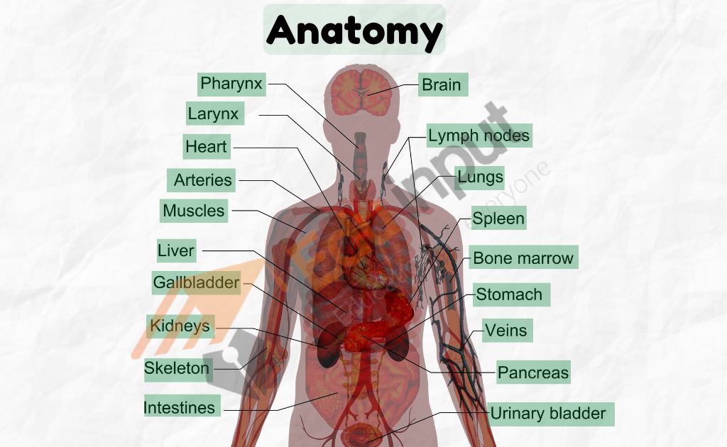 image showing the Human Anatomy