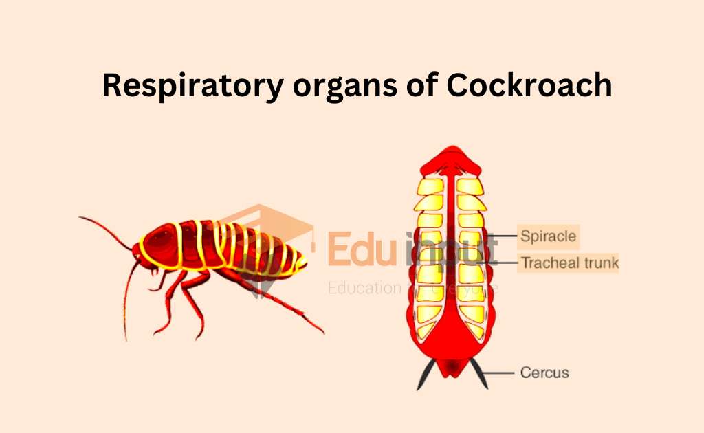 image showing organs involved in  respiration in cockroach