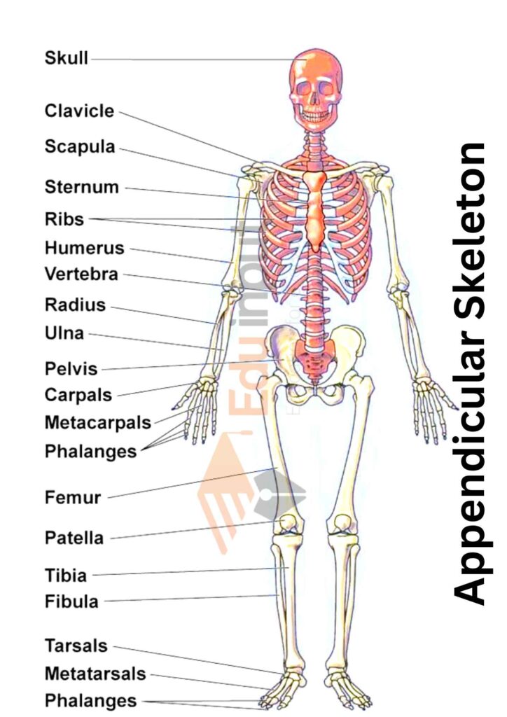 appendicular bones