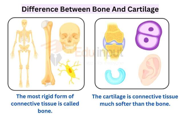 Difference Between Bone And Cartilage 5271