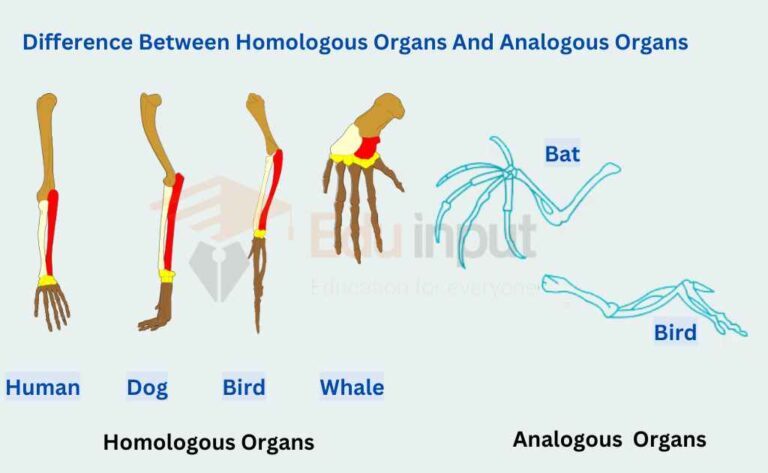 Difference Between Homologous Organs And Analogous Organs