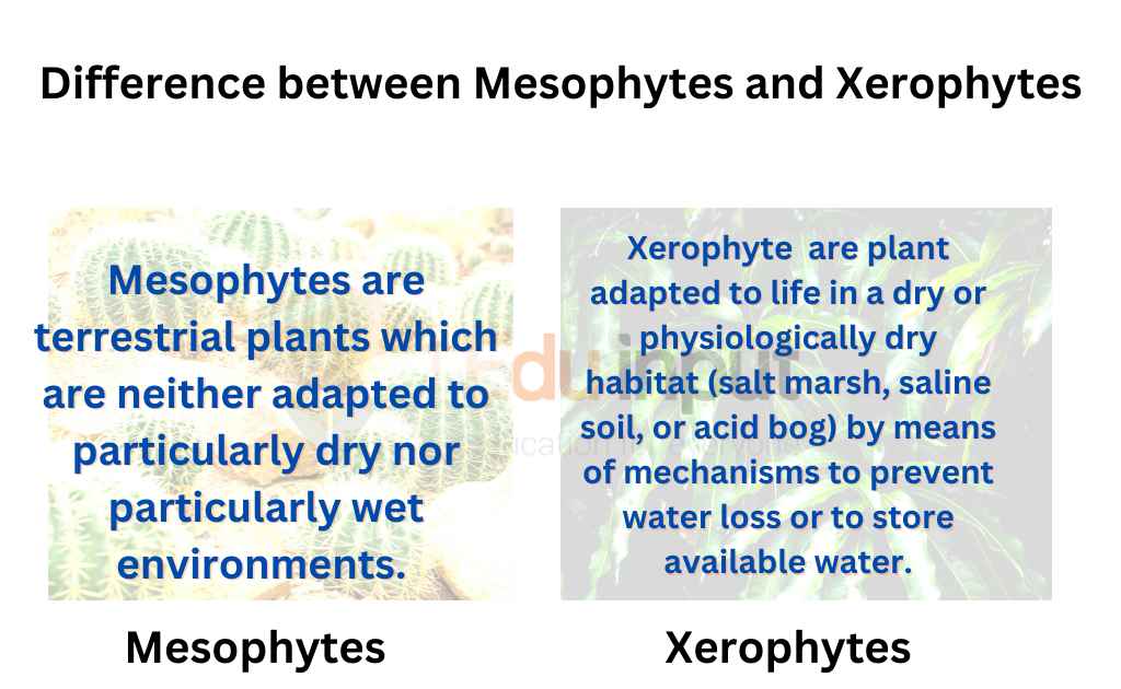 Image showing  Difference between Mesophytes and Xerophytes