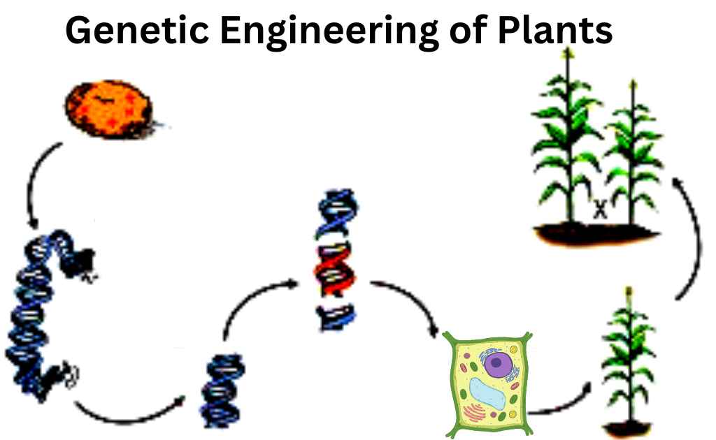 image showing process of Genetic Engineering of Plants
