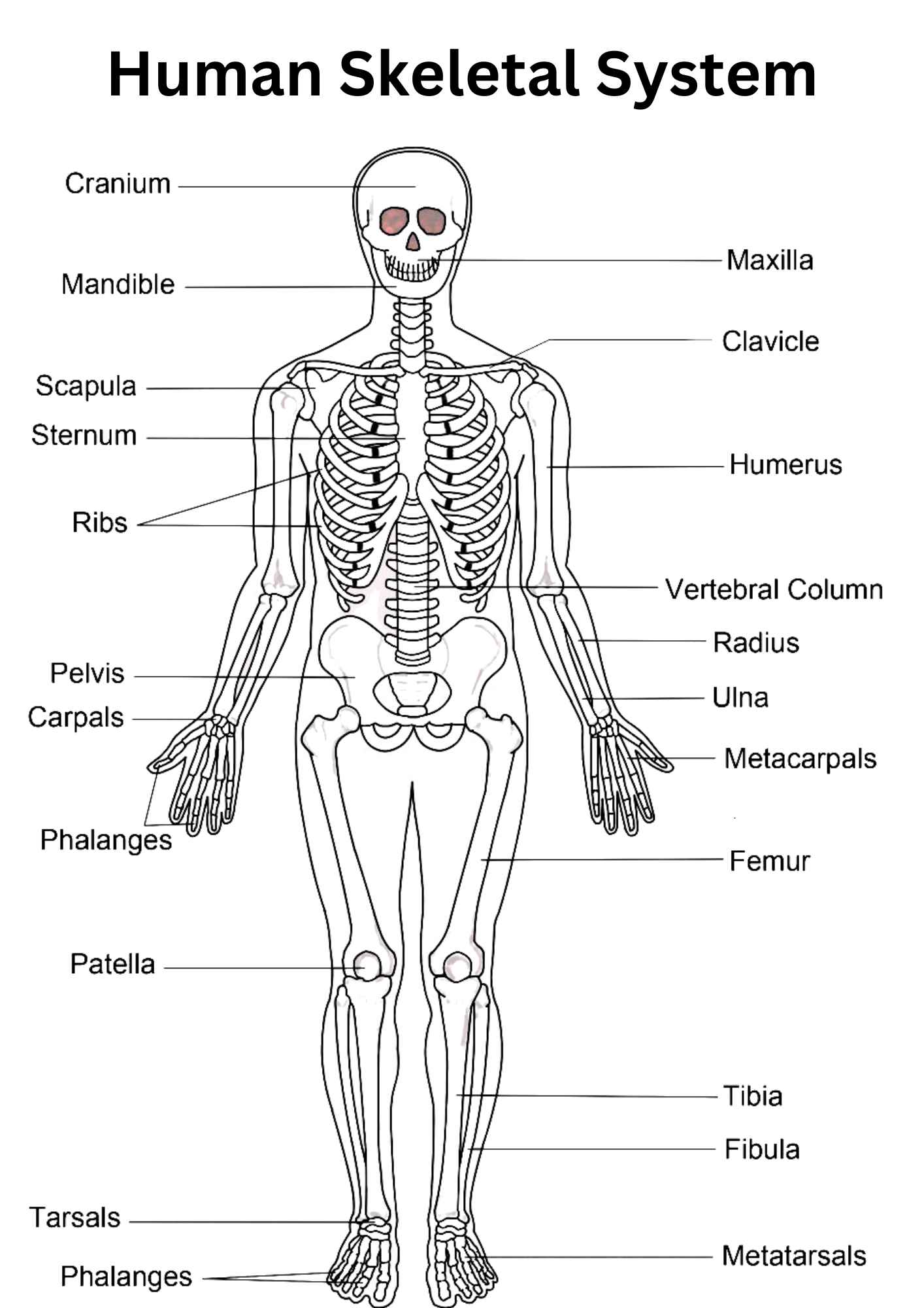skeletal system definition essay