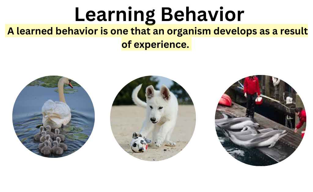 Learning Behavior, Definition and Types-Ecology