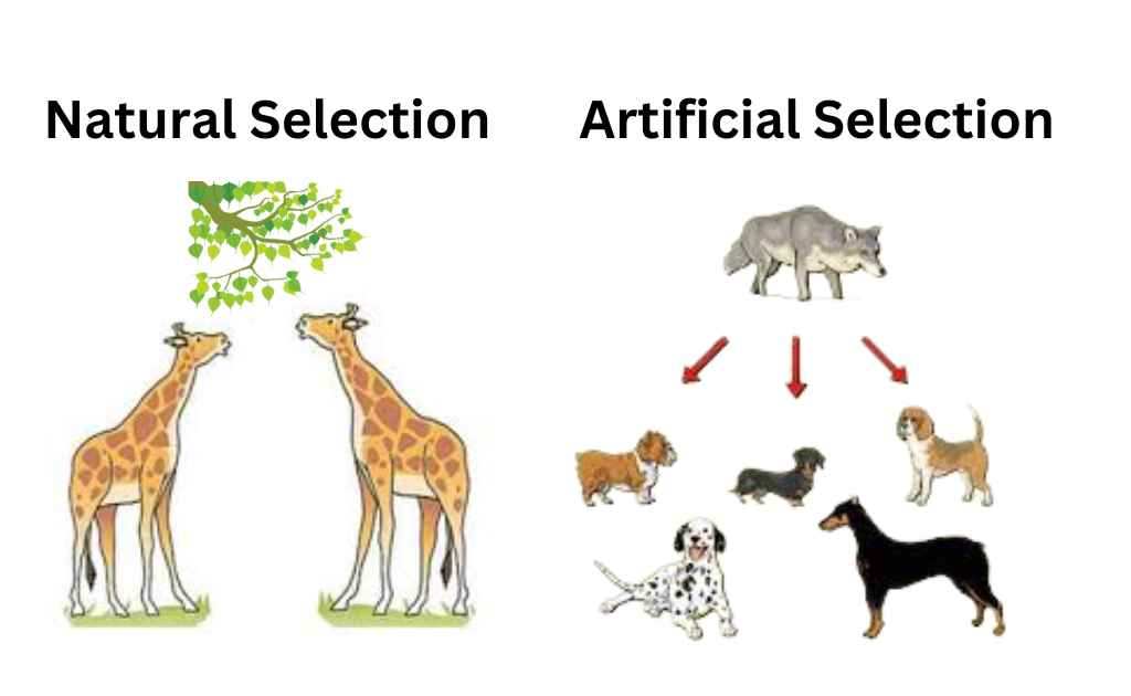 image showing Difference Between Natural Selection and Artificial Selection