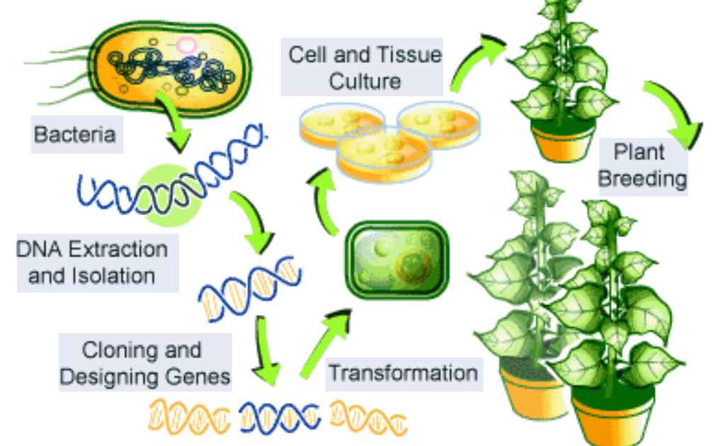 image of role of genetic engineering in agriculture