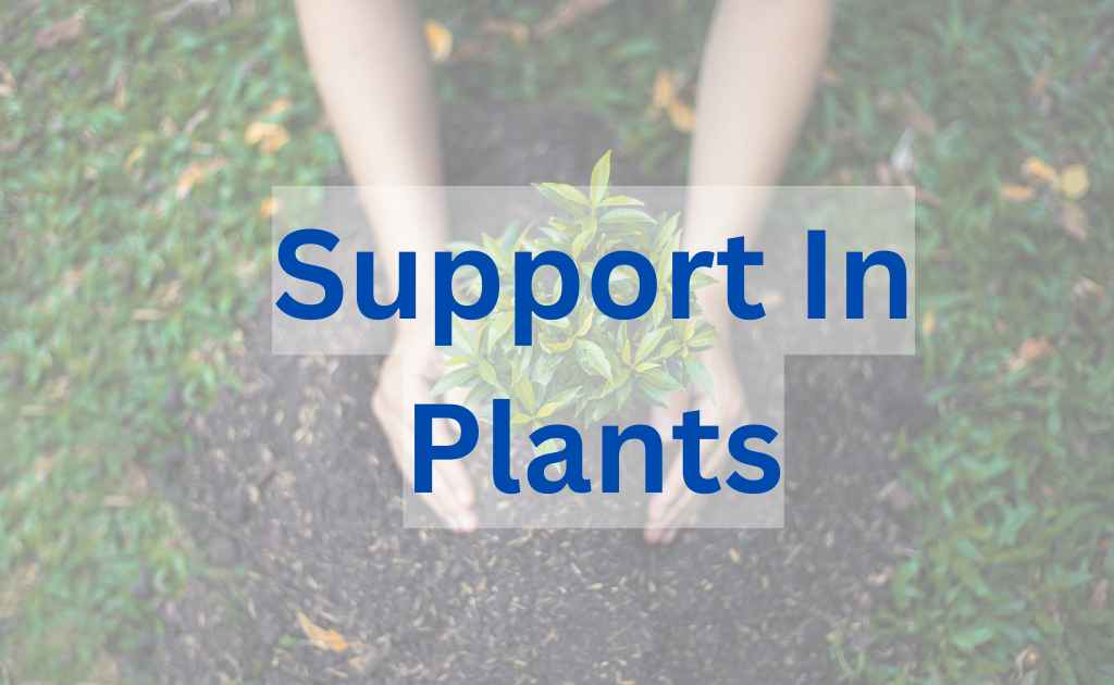 Support In PlantsCells Involved In Support