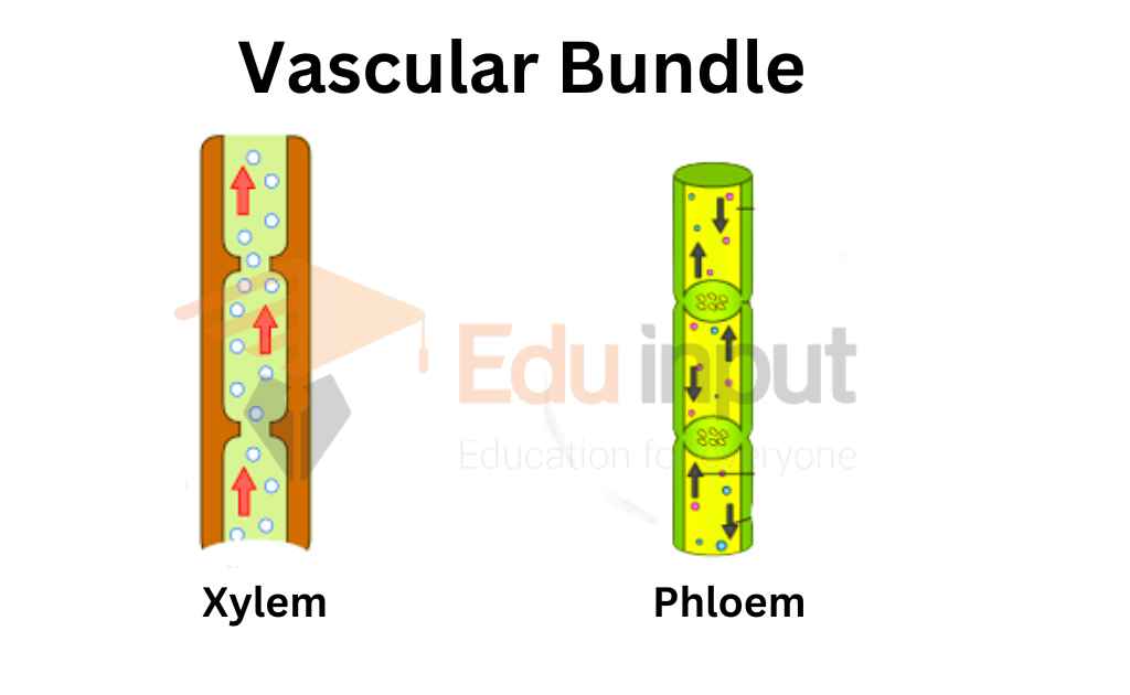 image showing vascular bundle 