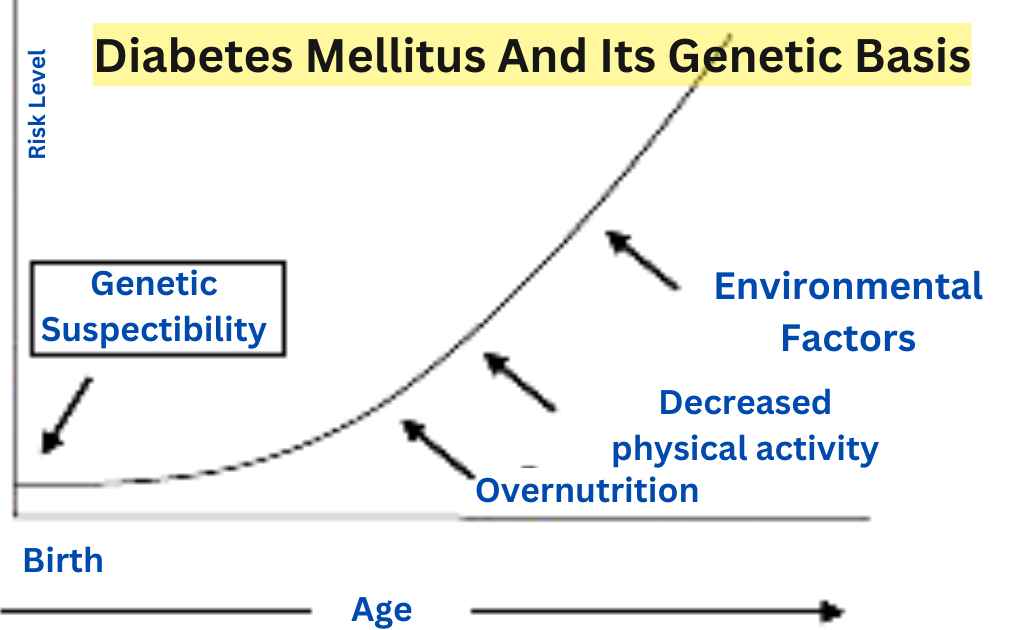image showing Diabetes Mellitus And Its Genetic Basis