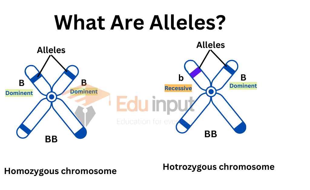 Image showing what are Alleles