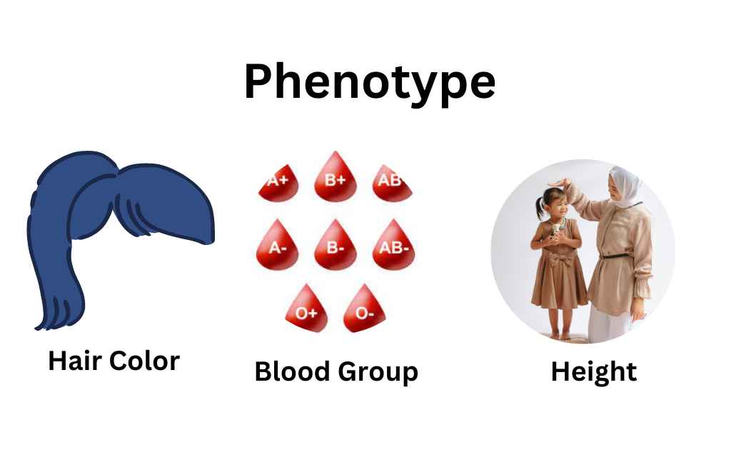 What Is Phenotype Definition Examples And Relation With Genotype