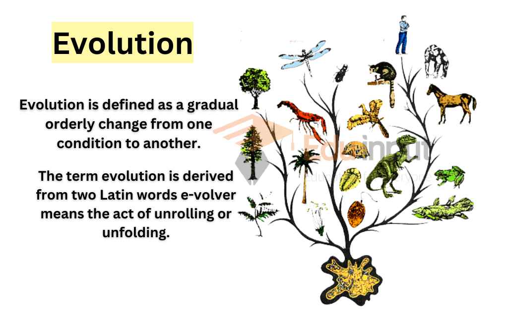image showing what is evolution? 