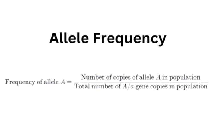 What Is Gene Frequency 