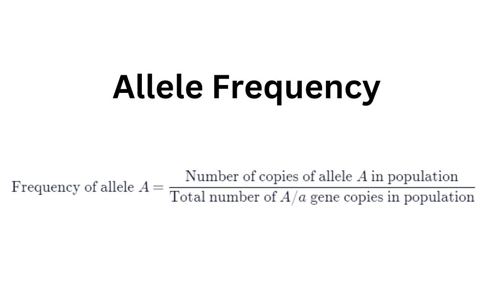 image showing how to find-allele-frequency_
