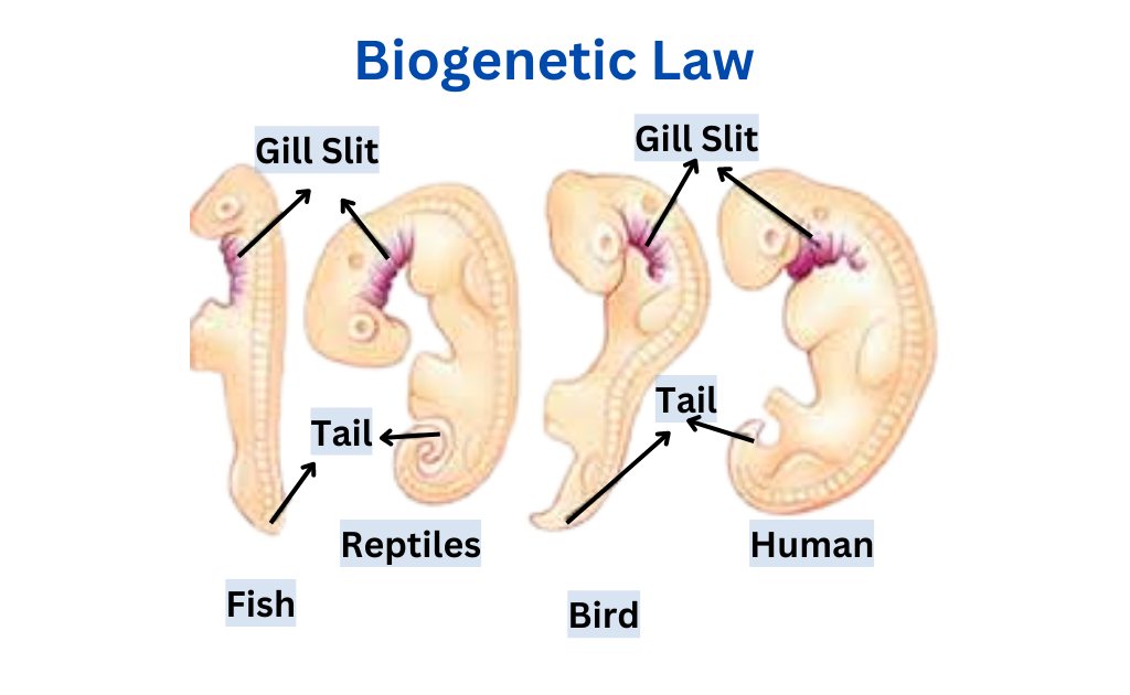 image showing biogenetic law