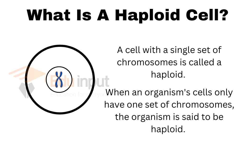 image showing What Is A Haploid Cell?