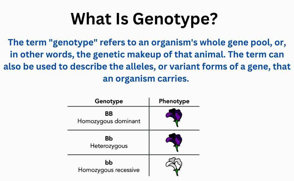What Is Genotype How It Determined