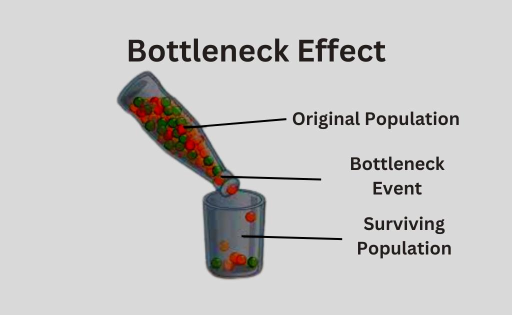 image showing Bottleneck Effect