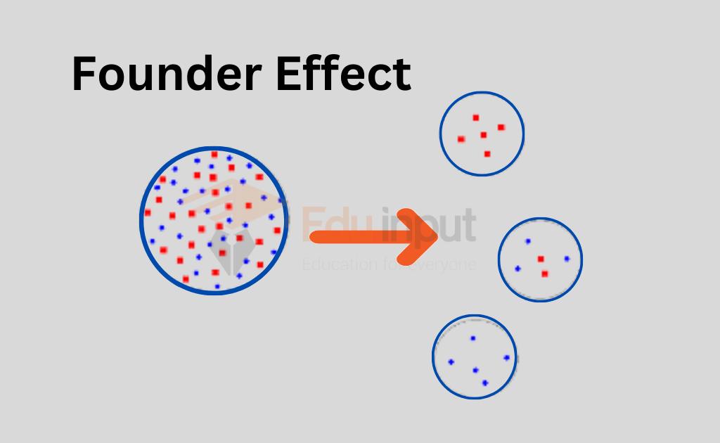 image showing Founder Effect