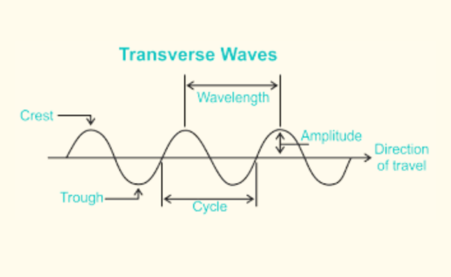 Transverse Wave- Diagram, Properties, Formula, Applications
