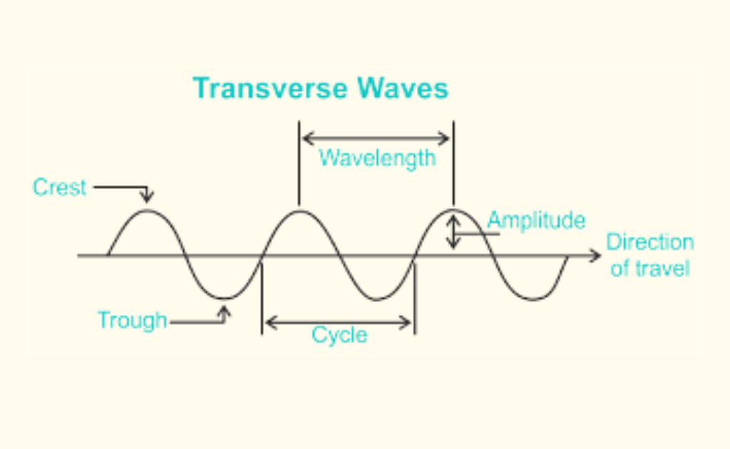 image showing the labbeled transverse wave