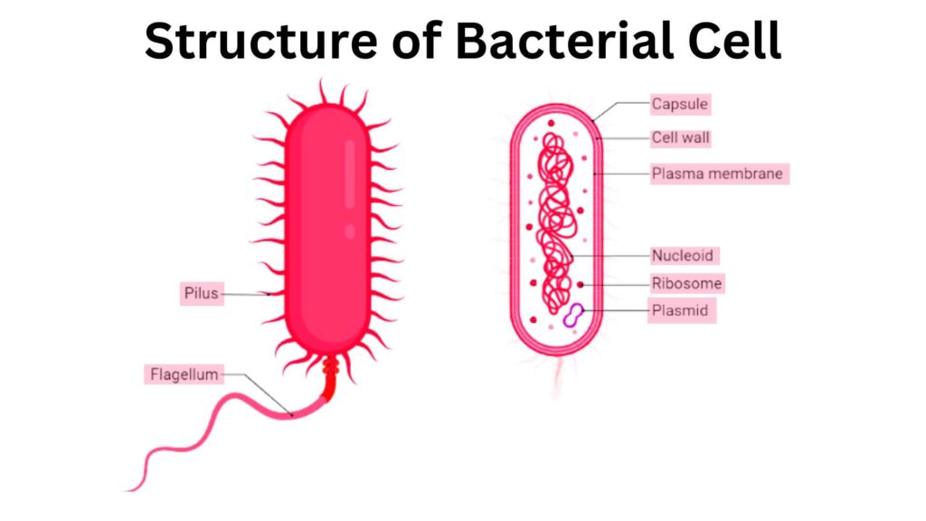 image showing Structure of Bacterial Cell